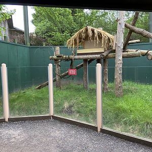 Bristol Zoo Tree Kangaroos of Papua New Guinea