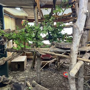 Bristol Zoo Tree Kangaroos of Papua New Guinea