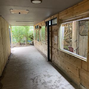 Bristol Zoo Tree Kangaroos of Papua New Guinea