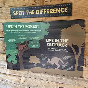 Bristol Zoo Tree Kangaroos of Papua New Guinea