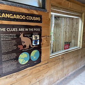 Bristol Zoo Tree Kangaroos of Papua New Guinea