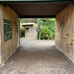 Bristol Zoo Tree Kangaroos of Papua New Guinea