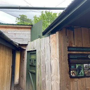 Bristol Zoo Tree Kangaroos of Papua New Guinea