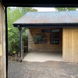 Bristol Zoo Tree Kangaroos of Papua New Guinea