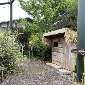 Bristol Zoo Tree Kangaroos of Papua New Guinea