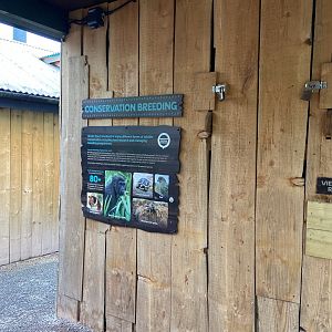 Bristol Zoo Tree Kangaroos of Papua New Guinea
