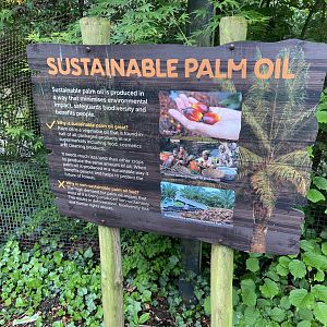 Bristol Zoo Tree Kangaroos of Papua New Guinea