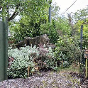 Bristol Zoo Tree Kangaroos of Papua New Guinea