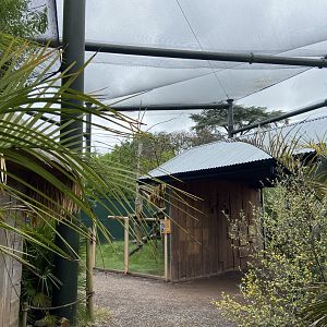 Bristol Zoo Tree Kangaroos of Papua New Guinea