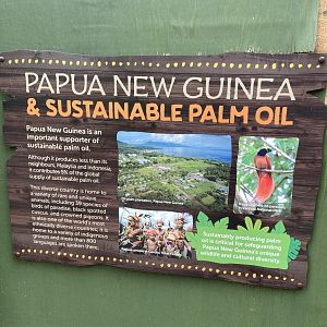 Bristol Zoo Tree Kangaroos of Papua New Guinea