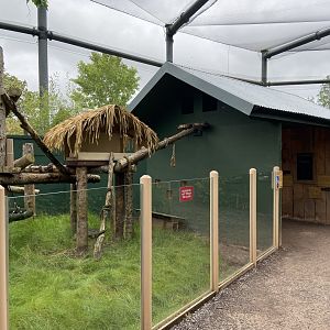 Bristol Zoo Tree Kangaroos of Papua New Guinea