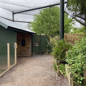 Bristol Zoo Tree Kangaroos of Papua New Guinea