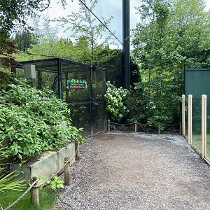 Bristol Zoo Tree Kangaroos of Papua New Guinea