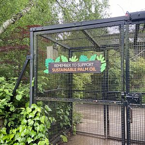 Bristol Zoo Tree Kangaroos of Papua New Guinea