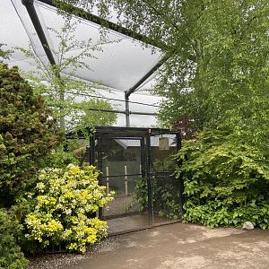 Bristol Zoo Tree Kangaroos of Papua New Guinea