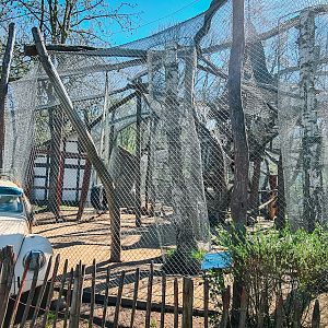 Hamadry baboons outdoor