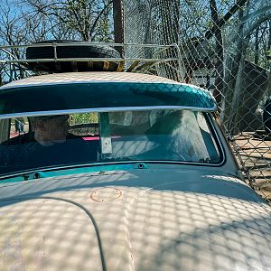 Hamadry baboons outdoor