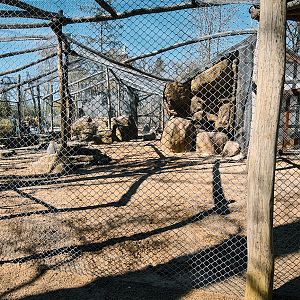 Hamadry baboons outdoor