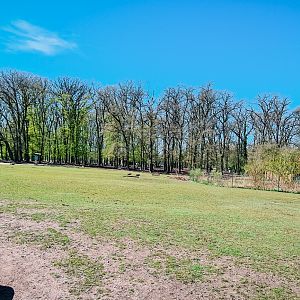 Walk trough exhibit with cattle, pigs and fallow deer