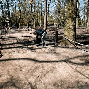 Walk trough exhibit with cattle, pigs and fallow deer