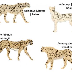 Cheetah Subspecies study