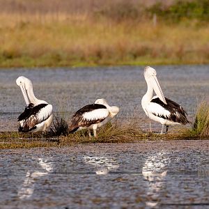 Australian Pelicans