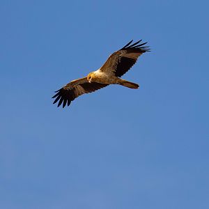 Whistling Kite