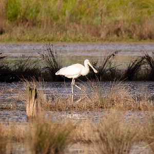 Yellow-billed Spoonbill