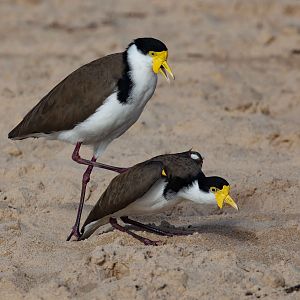 Masked Lapwings