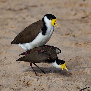 Masked Lapwings