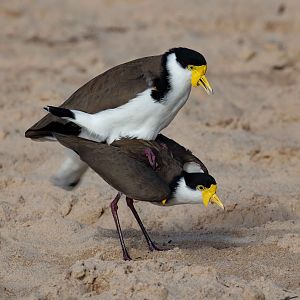 Masked Lapwings