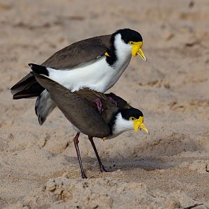 Masked Lapwings