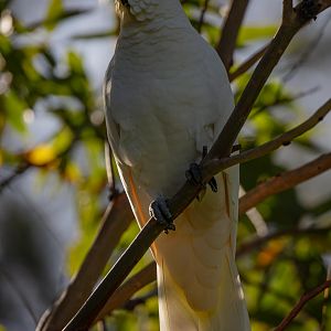 Sulphur-crested Cockatoo in early morning light