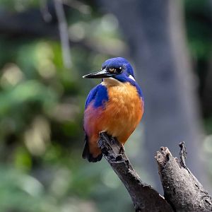 Azure Kingfisher