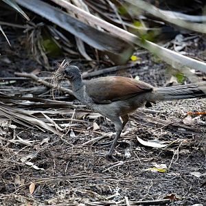 Female Lyrebird collecting nesting material