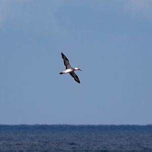 Australasian Gannet (immature)
