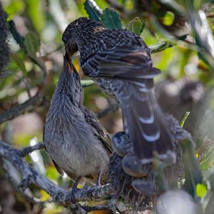 Little Wattlebird feeding juvenile