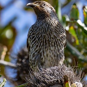 Little Wattlebird