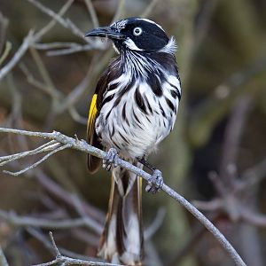 New Holland Honeyeater