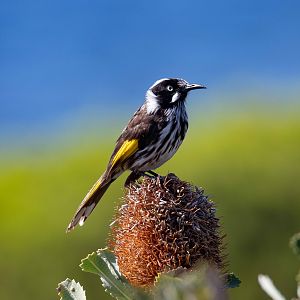 New Holland Honeyeater