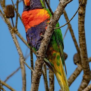 Rainbow Lorikeet