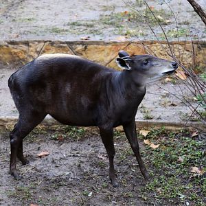 Yellow-backed Duiker (Cephalophus silvicultor)