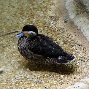 Blue-billed Teal