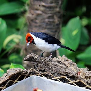 Red-capped Cardinal (Paroaria gularis)
