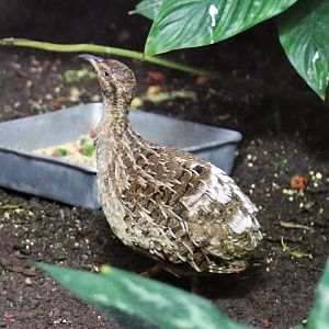 Andean Tinamou (Nothoprocta pentlandii)
