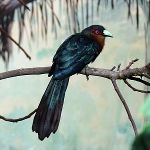 Chestnut-breasted Malkoha (Phaenicophaeus curvirostris)