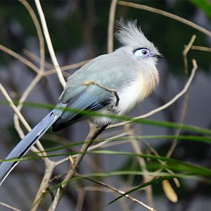 Crested Coua (Coua cristata)