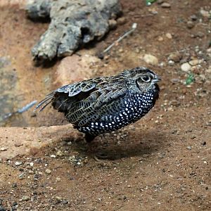 Montezuma Quail (Cyrtonyx montezumae)