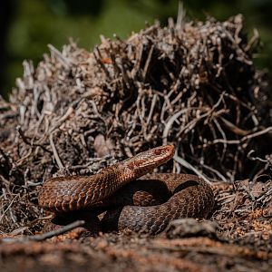 Female Common European Adder (V. berus)
