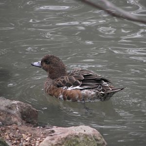 Eurasian Wigeon, female - Zooparc de Beauval - 01/2022